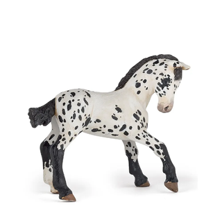 BLACK APPALOOSA FOAL