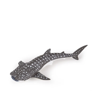 YOUNG WHALE SHARK