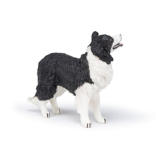 BORDER COLLIE