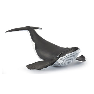 WHALE CALF