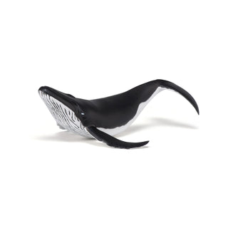 WHALE CALF