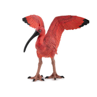 SCARLET IBIS