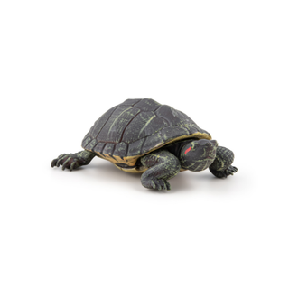 FLORIDA TORTOISE