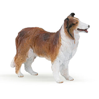 COLLIE