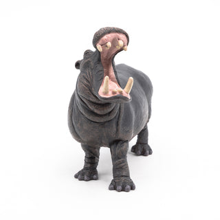 HIPPOPOTAMUS