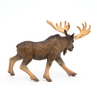 MOOSE