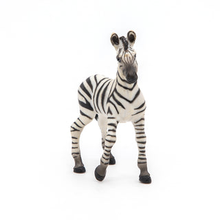 ZEBRA CUB