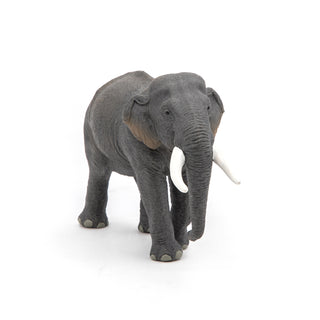 ASIAN ELEPHANT