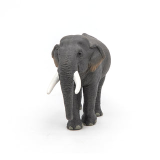 ASIAN ELEPHANT