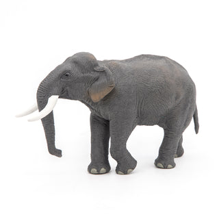 ASIAN ELEPHANT