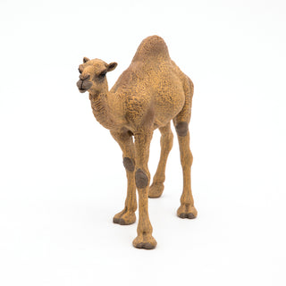 DROMADARY