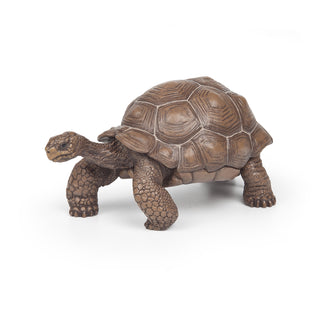 GALAPAGOS TORTOISE