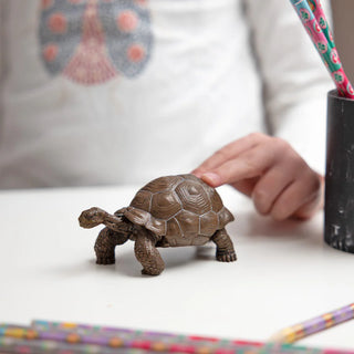 GALAPAGOS TORTOISE