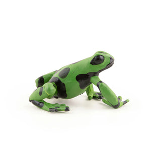 EQUATORIAL GREEN FROG