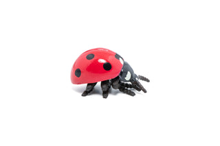 LADYBIRD