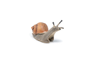 SNAIL