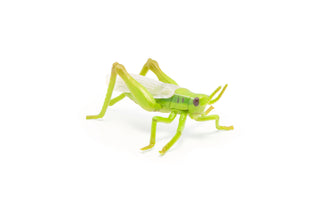 GRASSHOPPER