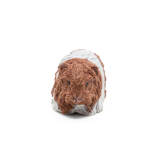 GUINEA PIG