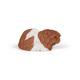 GUINEA PIG
