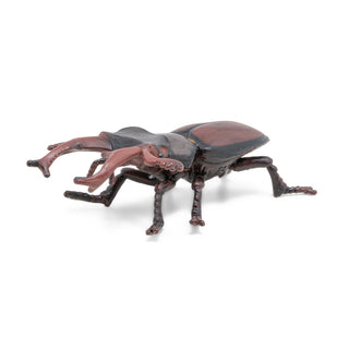 STAG BEETLE