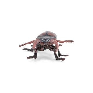 STAG BEETLE