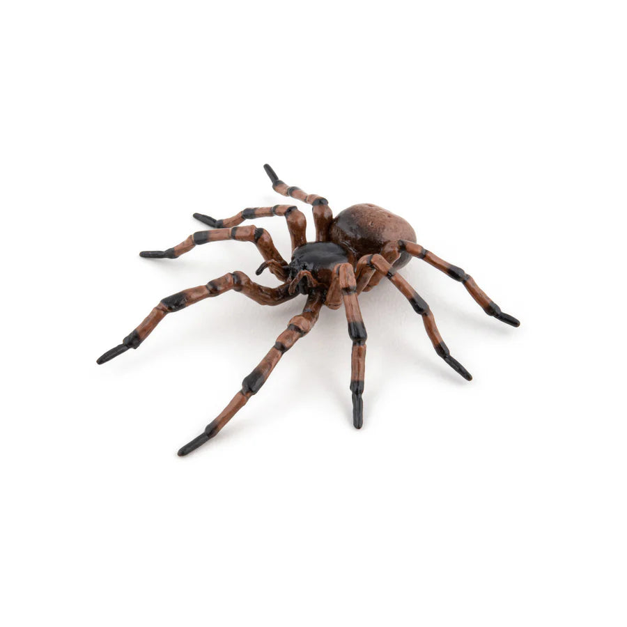 COMMON SPIDER – The Better Toy Store