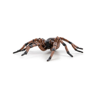 COMMON SPIDER