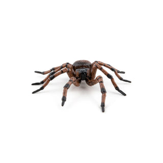 COMMON SPIDER