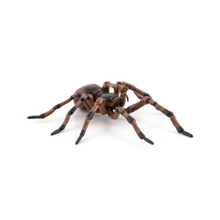 COMMON SPIDER