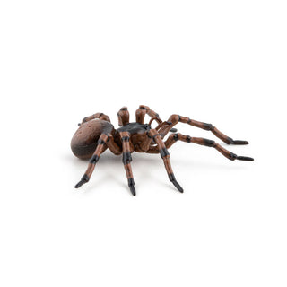 COMMON SPIDER