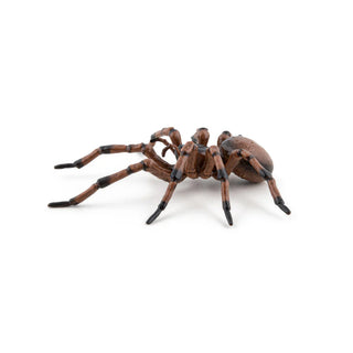 COMMON SPIDER