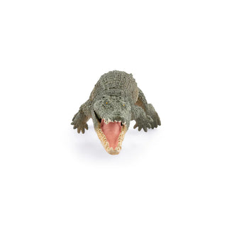 SALTWATER CROCODILE