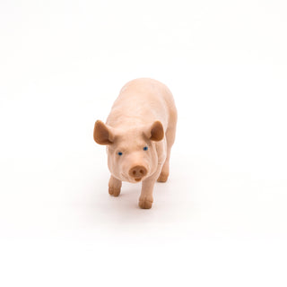 BOAR