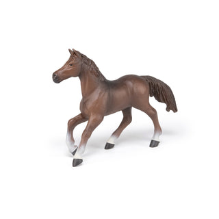 ANGLO-ARAB MARE