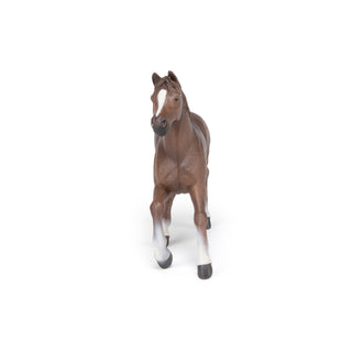 ANGLO-ARAB MARE