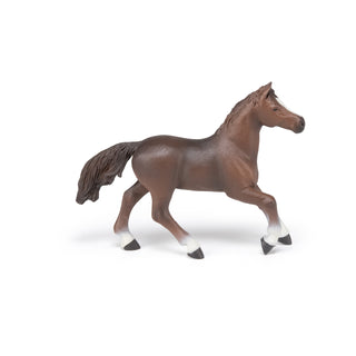 ANGLO-ARAB MARE