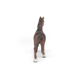ANGLO-ARAB MARE
