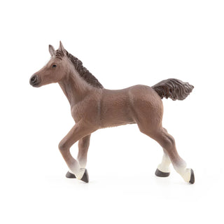 ANGLO-ARAB FOAL