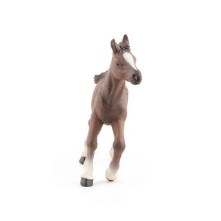 ANGLO-ARAB FOAL