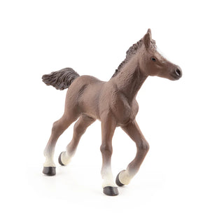 ANGLO-ARAB FOAL