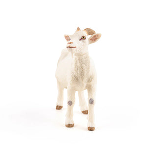 WHITE NANNY GOAT