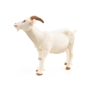 WHITE NANNY GOAT