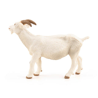 WHITE NANNY GOAT