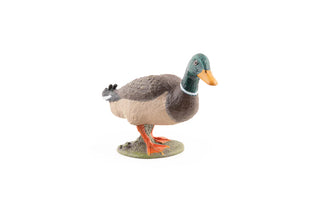 MALLARD DUCK