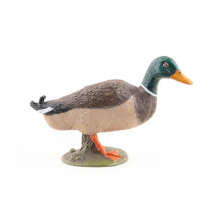 MALLARD DUCK