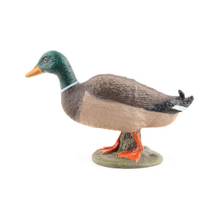 MALLARD DUCK