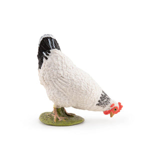 PECKING WHITE HEN