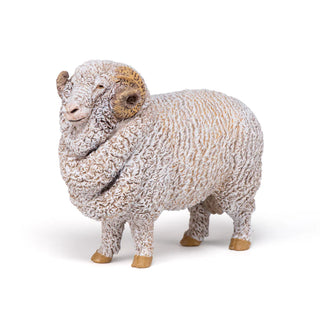 MERINO SHEEP