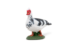 DOMESTIC MUSCOVY DUCK