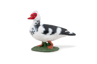 DOMESTIC MUSCOVY DUCK